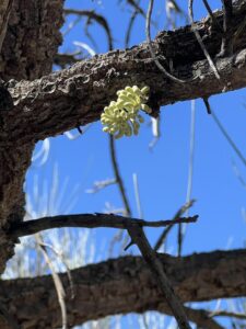 Corkwood flower lowres Fran Pegrem (left) with Nicola Pitt (right)